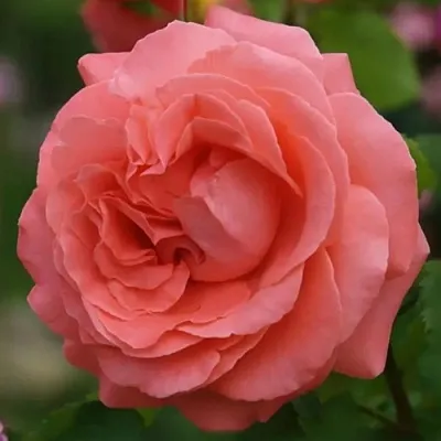 Саженцы роз ДИДИ БРИДЖУОТЕР плетистая  Саженцы роз ДИДИ БРИДЖУОТЕР плетистая в Нижнем Тагиле