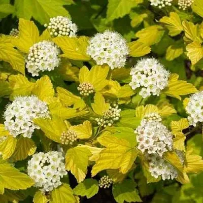 Пузыреплодник ДАРТС ГОЛД  Пузыреплодник ДАРТС ГОЛД в Нижнем Тагиле