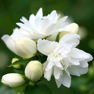 Жасмин ШНЕЕШТРУМ  Жасмин ШНЕЕШТРУМ в Нижнем Тагиле