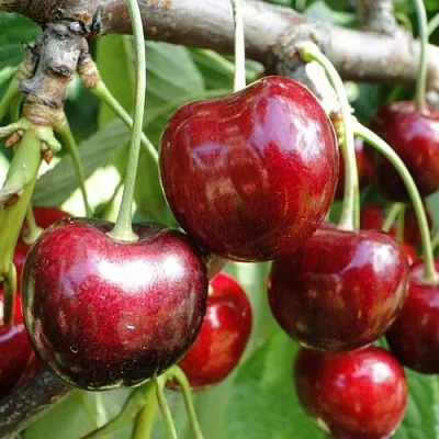 Черешня САШЕНЬКА  Черешня САШЕНЬКА в Нижнем Тагиле