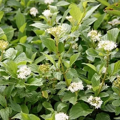 Дерен ФЛАВИРАМЕА отпрысковый   Дерен ФЛАВИРАМЕА отпрысковый  в Нижнем Тагиле