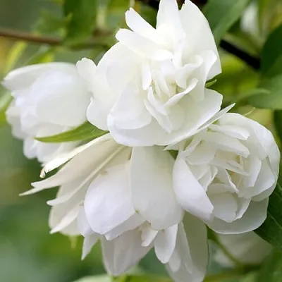 Жасмин МАНТО Д’ЭРМИН  Жасмин МАНТО Д’ЭРМИН в Нижнем Тагиле