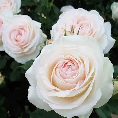 Саженцы роз ПАЛЕ РОЯЛЬ плетистая  Саженцы роз ПАЛЕ РОЯЛЬ плетистая в Нижнем Тагиле