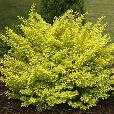 Барбарис АУРЕА тунберга в Нижнем Тагиле