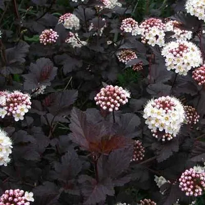 Пузыреплодник ДИАБЛО  Пузыреплодник ДИАБЛО в Нижнем Тагиле