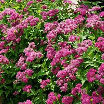 Спирея КРИСПА японская  Спирея КРИСПА японская в Нижнем Тагиле