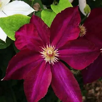 Клематис МАЗОВШЕ в Нижнем Тагиле