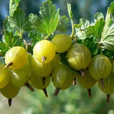 Крыжовник ХИННОНМАЙНЕН КЕЛЬТАЙНЕН в Нижнем Тагиле