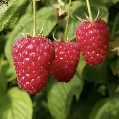 Малина МАПЕМА   Малина МАПЕМА  в Нижнем Тагиле