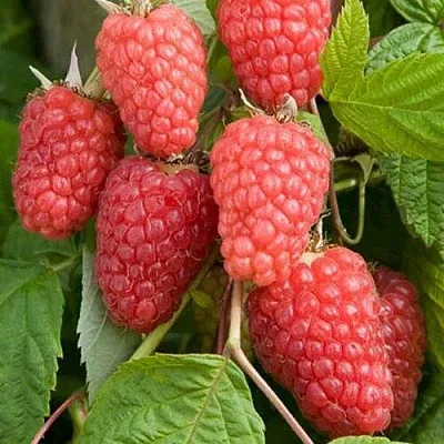 Малина КАСКАД ДЕЛАЙТ  Малина КАСКАД ДЕЛАЙТ в Нижнем Тагиле