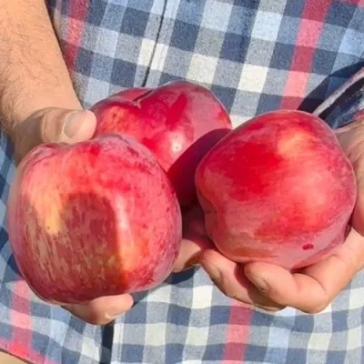 Яблоня ПАМЯТЬ КОВАЛЕНКО в Нижнем Тагиле