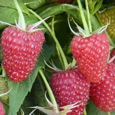 Малина ЕВРАЗИЯ  Малина ЕВРАЗИЯ в Нижнем Тагиле