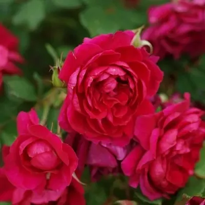 Саженцы роз КВАДРА плетистая  Саженцы роз КВАДРА плетистая в Нижнем Тагиле