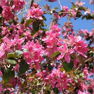 Яблоня ХЕЛЕНА декоративная  Яблоня ХЕЛЕНА декоративная в Нижнем Тагиле