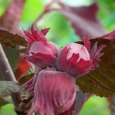 Фундук КАРДИНАЛ  Фундук КАРДИНАЛ в Нижнем Тагиле