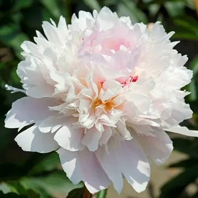 Пион АЛЕРТИ травянистый  Пион АЛЕРТИ травянистый в Нижнем Тагиле