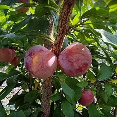 Плуот ГЕО ПРАЙД  Плуот ГЕО ПРАЙД в Нижнем Тагиле