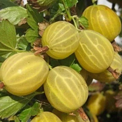 Крыжовник КУРШУ ДЗИНТАРС в Нижнем Тагиле