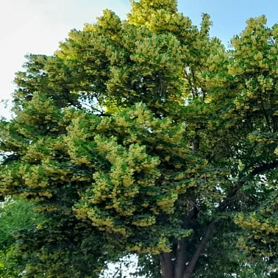 Липа  Липа в Нижнем Тагиле