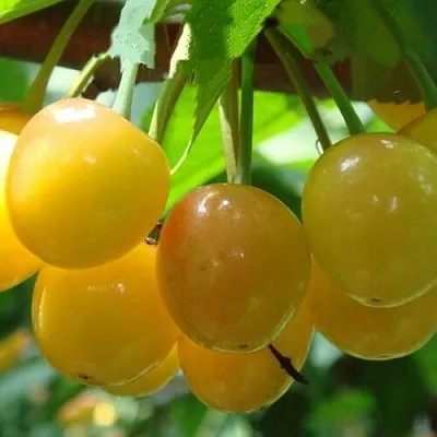 Черешня ЯНТАРНАЯ  Черешня ЯНТАРНАЯ в Нижнем Тагиле