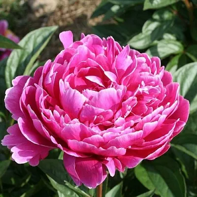 Пион СЕБАСТЬЯН МААС травянистый  Пион СЕБАСТЬЯН МААС травянистый в Нижнем Тагиле