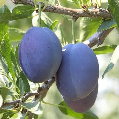 Слива СТЭНЛИ  Слива СТЭНЛИ в Нижнем Тагиле