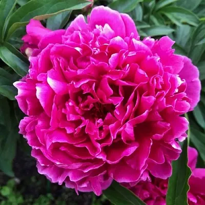 Пион КАРЛ РОЗЕНФЕЛЬД травянистый  Пион КАРЛ РОЗЕНФЕЛЬД травянистый в Нижнем Тагиле