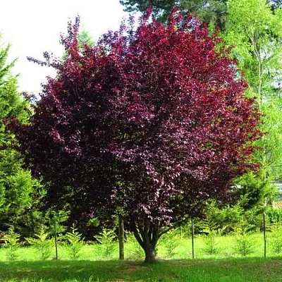 Слива НИГРА растопыреная   Слива НИГРА растопыреная  в Нижнем Тагиле