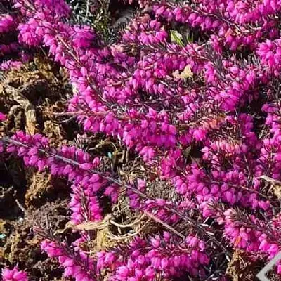 ЭРИКА "АЛЬПИЙСКИЙ ВЕРЕСК" (зимующая) сорт АТРОРУБРА  ЭРИКА "АЛЬПИЙСКИЙ ВЕРЕСК" (зимующая) сорт АТРОРУБРА в Нижнем Тагиле