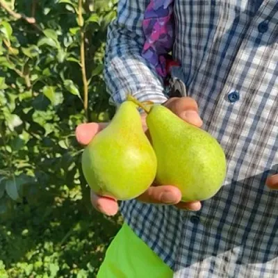 Груша ЗАРЕЧНАЯ КОМПАКТНАЯ  Груша ЗАРЕЧНАЯ КОМПАКТНАЯ в Нижнем Тагиле