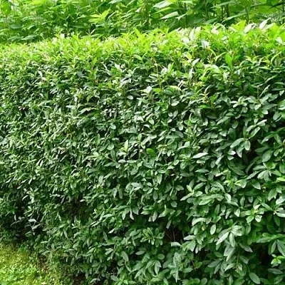 Бирючина обыкновенная в Нижнем Тагиле