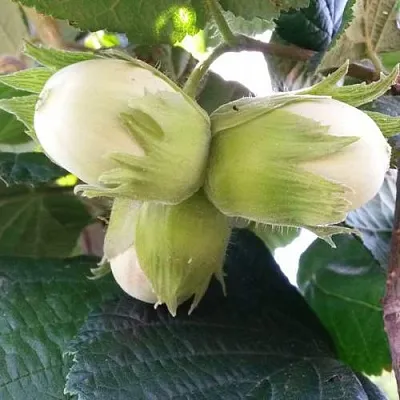 Фундук ЮННАТ  Фундук ЮННАТ в Нижнем Тагиле