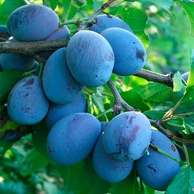 Синяя   Синяя  в Нижнем Тагиле