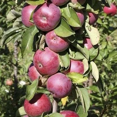 Яблоня ЕСЕНИЯ колонновидная в Нижнем Тагиле