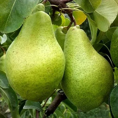 Груша НОЯБРЬСКАЯ ЗИМНЯЯ  Груша НОЯБРЬСКАЯ ЗИМНЯЯ в Нижнем Тагиле