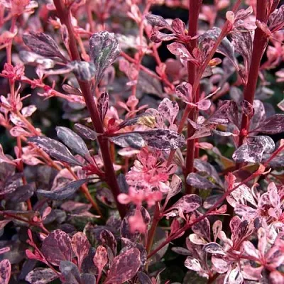 Барбарис АРЛЕКИН тунберга в Нижнем Тагиле