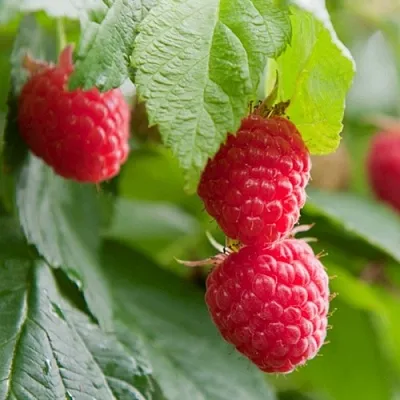 Малина МАРАВИЛЛА  Малина МАРАВИЛЛА в Нижнем Тагиле