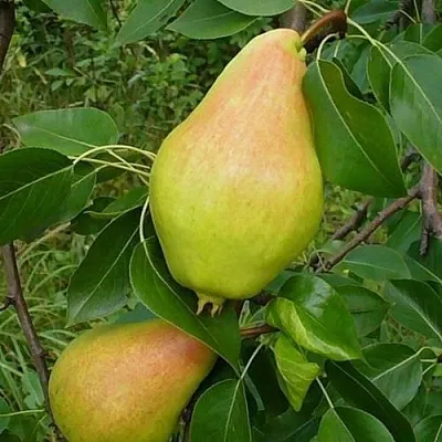 Саженцы груши Видная Саженцы груши Видная