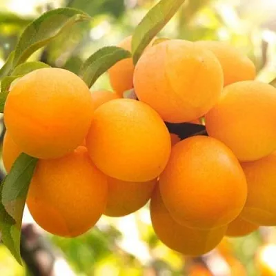 Слива МАРА  Слива МАРА в Нижнем Тагиле