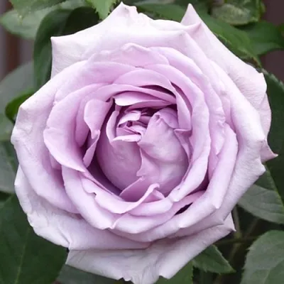 Саженцы роз ИНДИГОЛЕТТА плетистая  Саженцы роз ИНДИГОЛЕТТА плетистая в Нижнем Тагиле