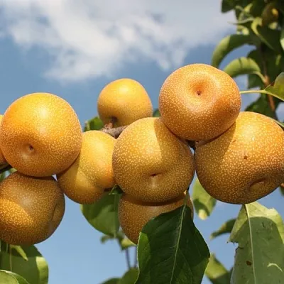 Груша азиатская  Груша азиатская в Нижнем Тагиле