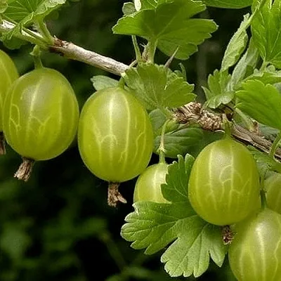 Крыжовник УРАЛЬСКИЙ БЕСШИПНЫЙ в Нижнем Тагиле