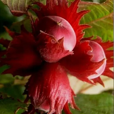 Фундук БАГРЯНЕЦ  Фундук БАГРЯНЕЦ в Нижнем Тагиле