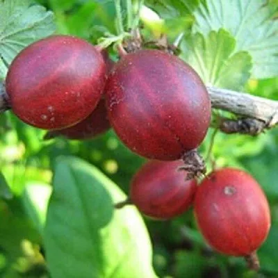 Крыжовник ЩЕДРЫЙ в Нижнем Тагиле