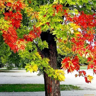 Клен  Клен в Нижнем Тагиле