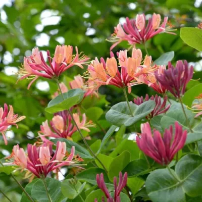 Жимолость ГЕКРОТА в Нижнем Тагиле