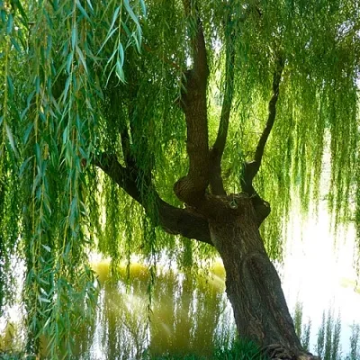 Ива  Ива в Нижнем Тагиле