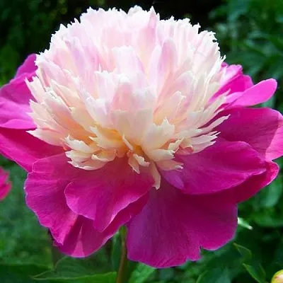 Пион ГЕЙ ПАРИ травянистый  Пион ГЕЙ ПАРИ травянистый в Нижнем Тагиле