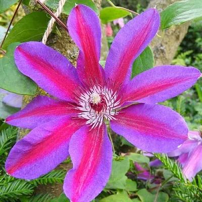 Клематис АКАИШИ в Нижнем Тагиле