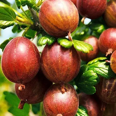 Крыжовник ШЕРШНЕВСКИЙ в Нижнем Тагиле